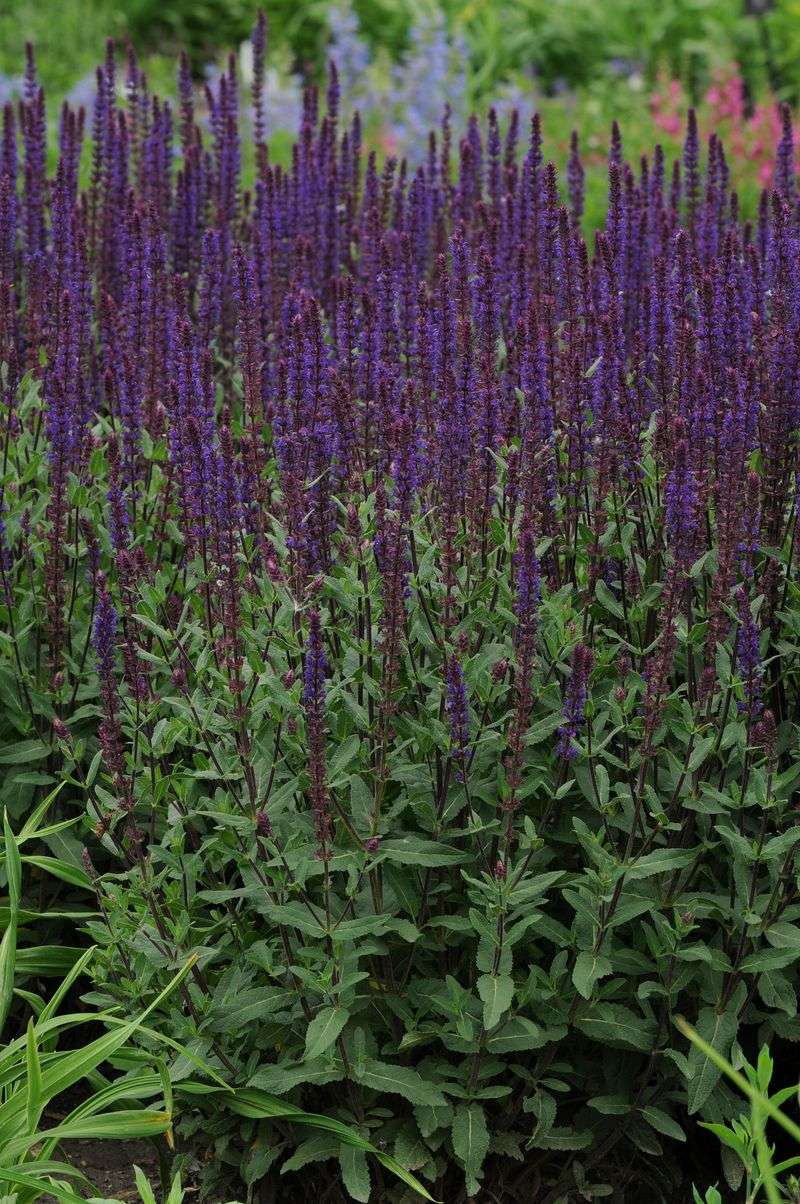 Salvia