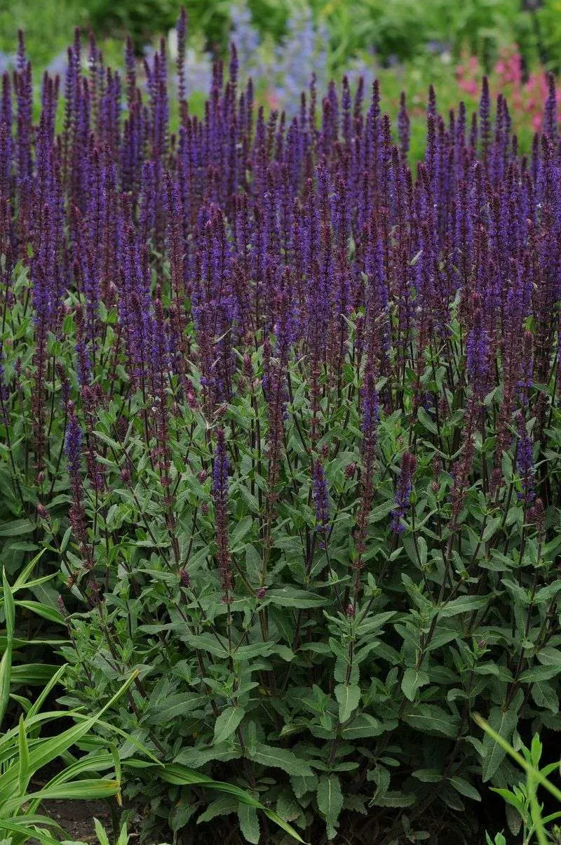 Salvia