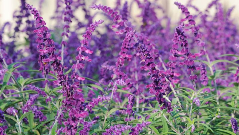 Salvia