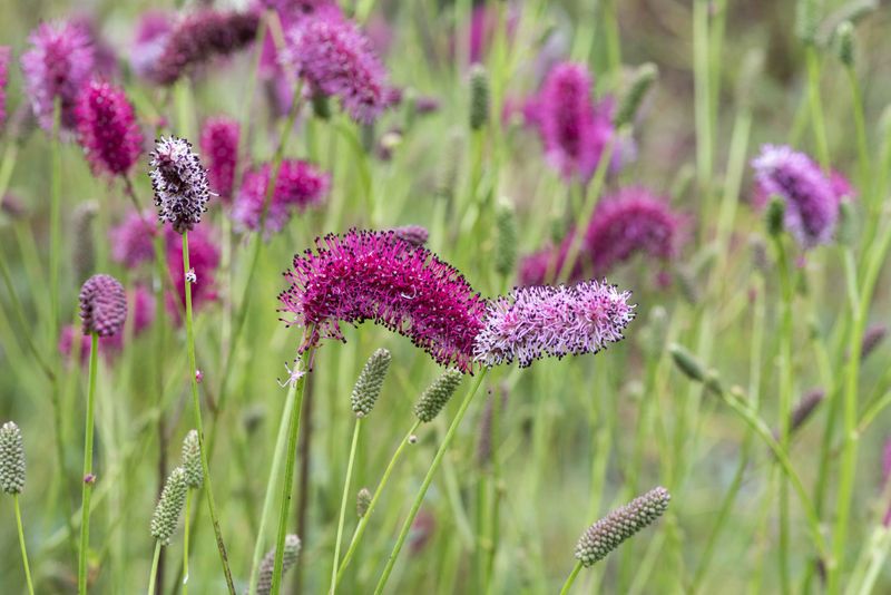 Sanguisorba