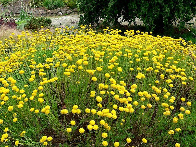 21 Tough Drought Tolerant Shrubs That Thrive With Minimal Water 