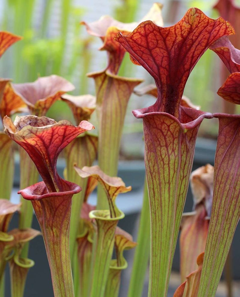 Sarracenia (Pitcher Plant)