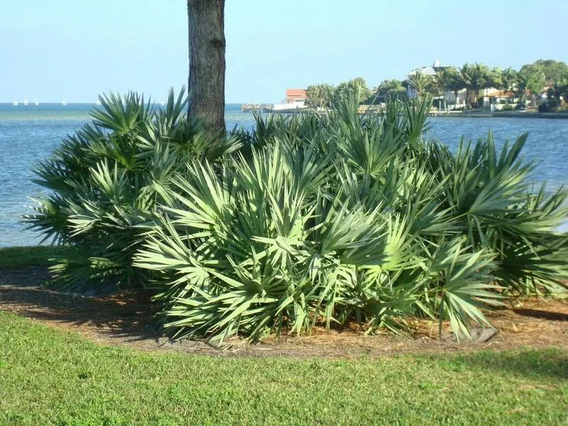 Saw Palmetto