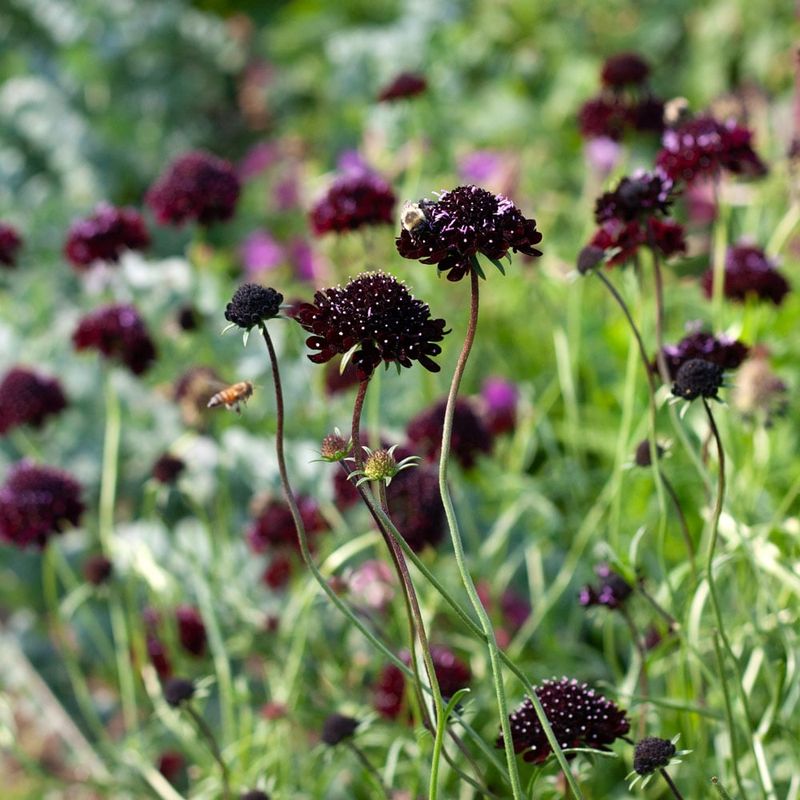 Scabiosa atropurpurea (Pincushion Flower)