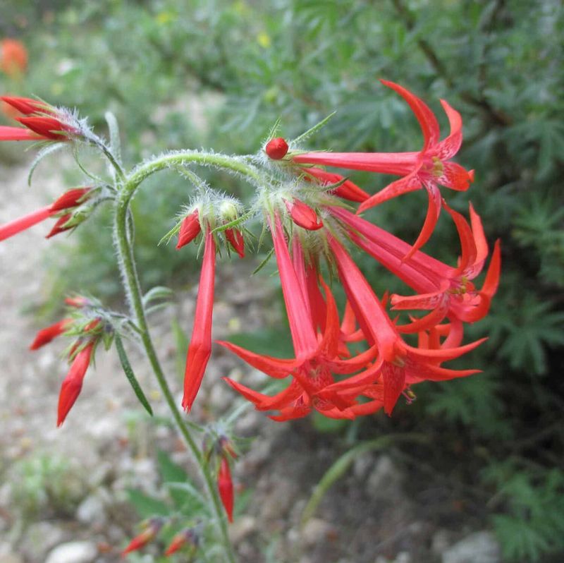 Scarlet Gilia