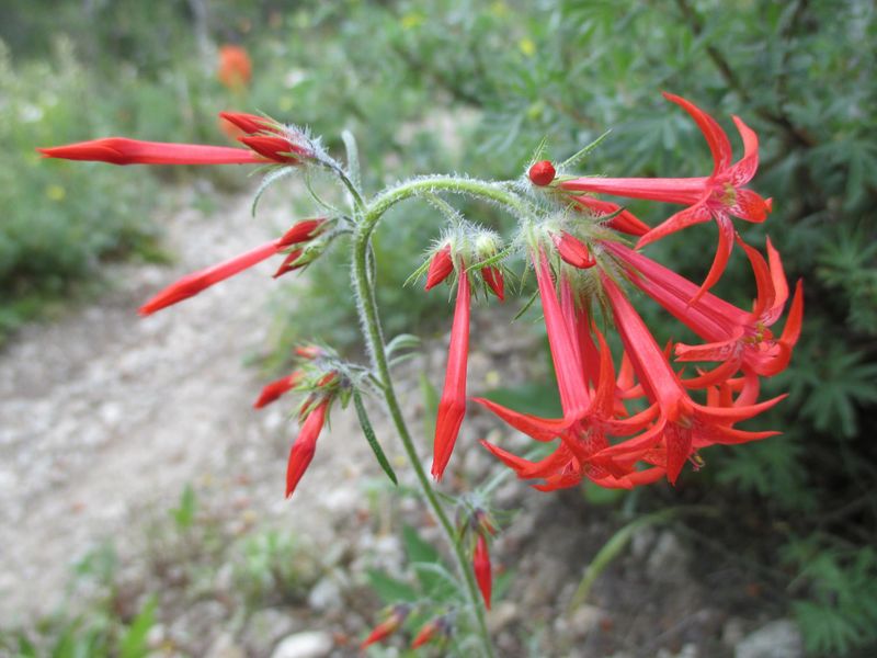 Scarlet Gilia