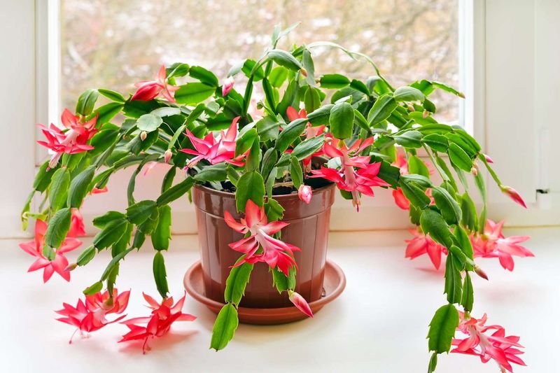 Schlumbergera (Christmas Cactus)