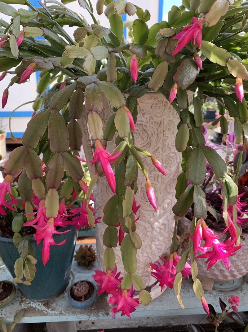 Schlumbergera