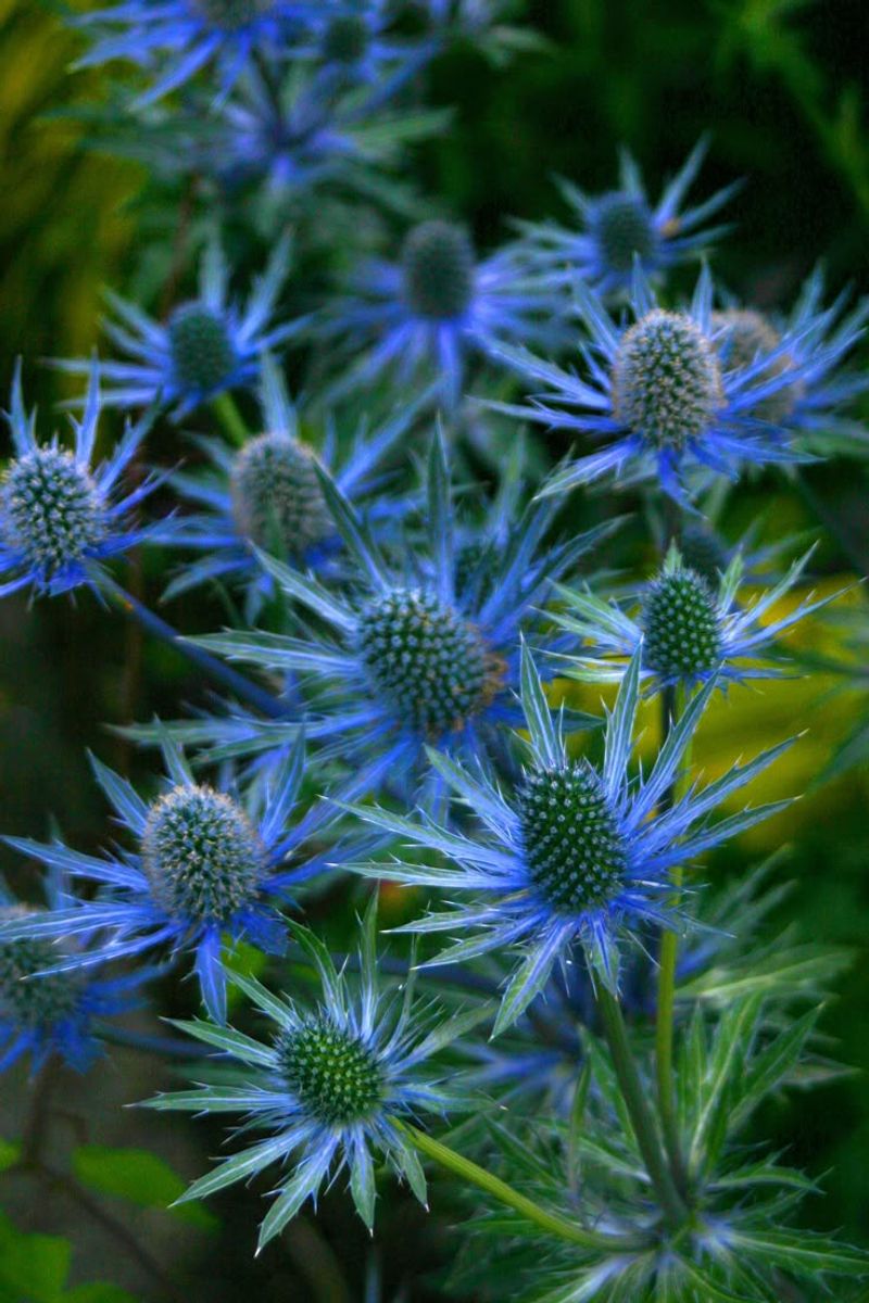 Sea Holly