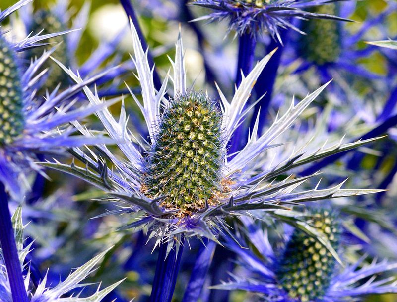 Sea Holly