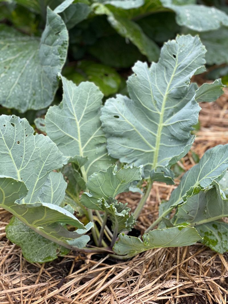 Sea Kale