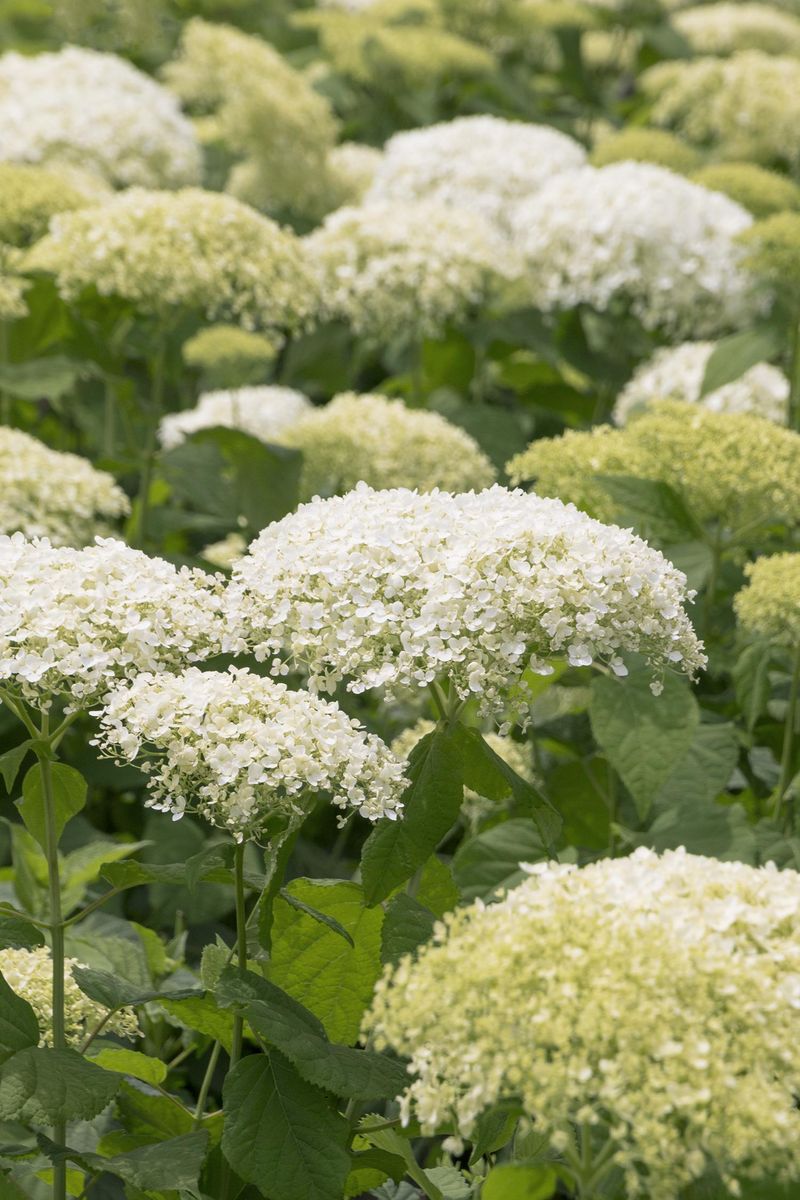 Seaside Serenade Bar Harbor Hydrangea