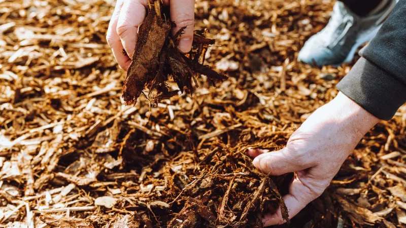 Seaweed Mulch