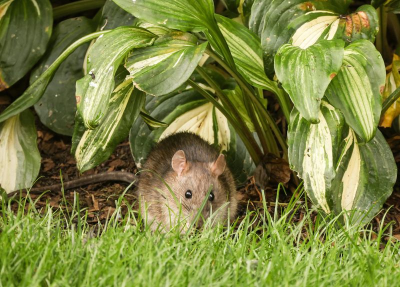 Secure Compost Areas