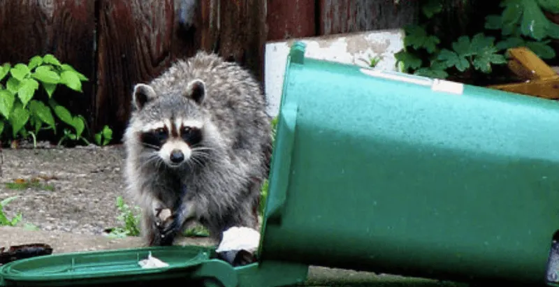 Secure Trash Cans