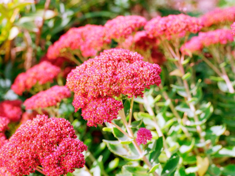 Sedum