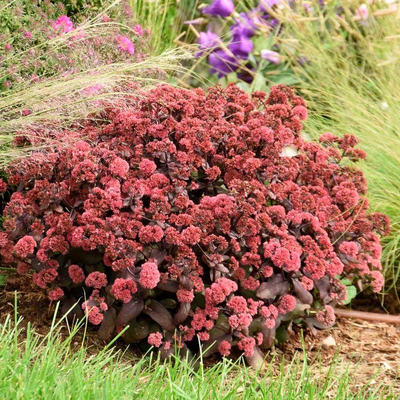 Sedum