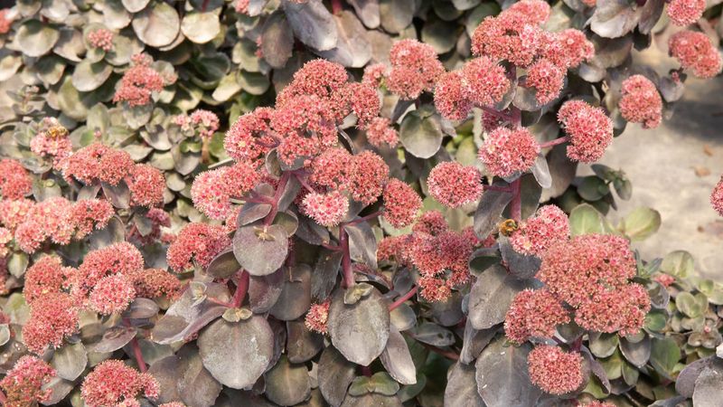 Sedum