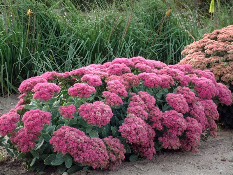 Sedum