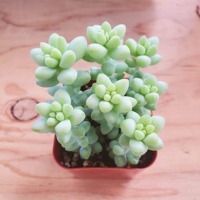 Sedum Morganianum