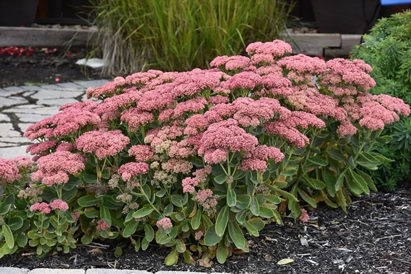 Sedum (Stonecrop)