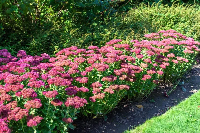 Sedum (Stonecrop)