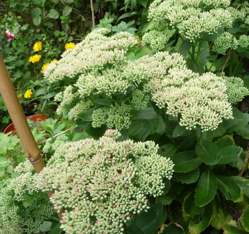 Sedum spectabile (Ice Plant)