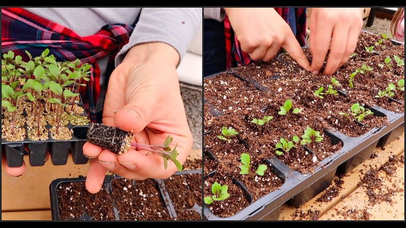 Seedling Transplant Timing