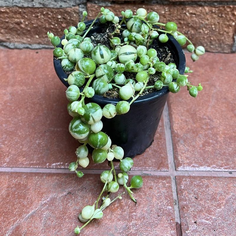 Senecio Rowleyanus