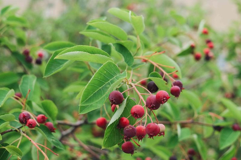 Serviceberry