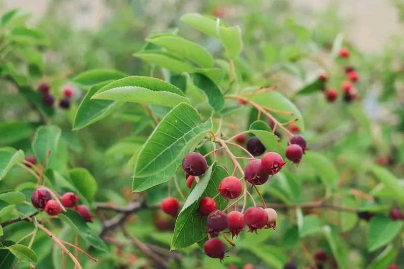 Serviceberry