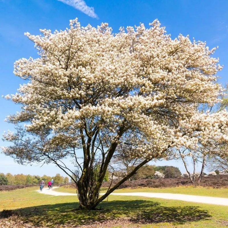 Serviceberry