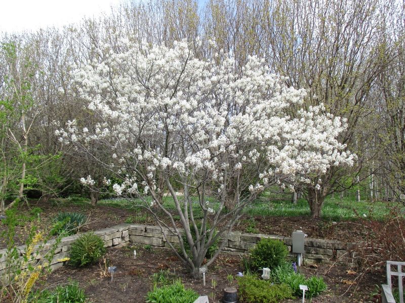 Serviceberry