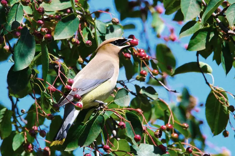 Serviceberry (Amelanchier)