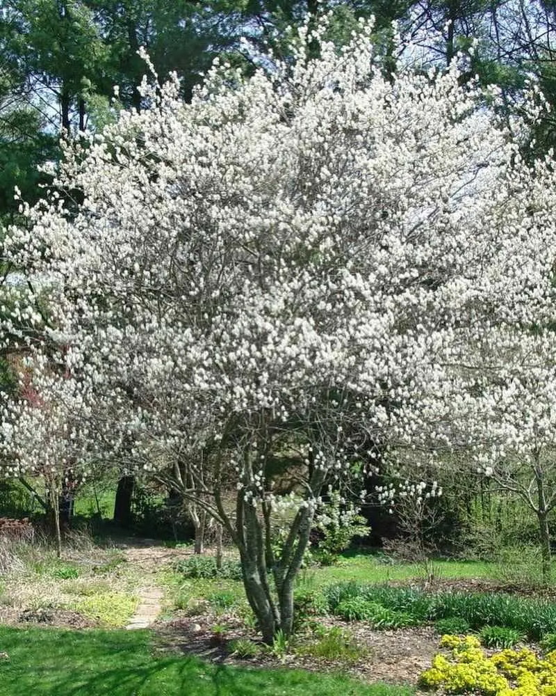 Serviceberry