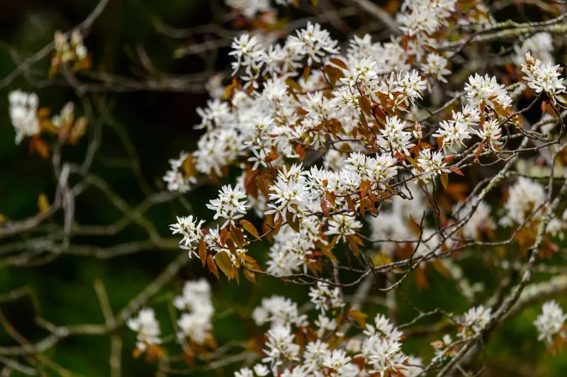 Serviceberry