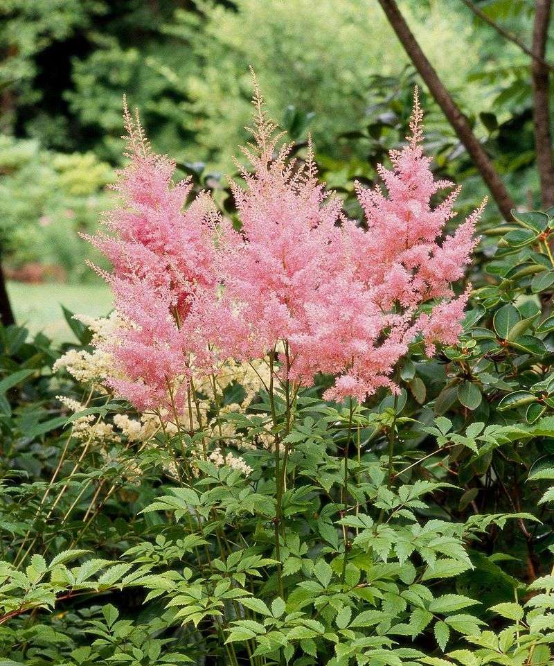 Shade-Loving Plants Need No Sunlight