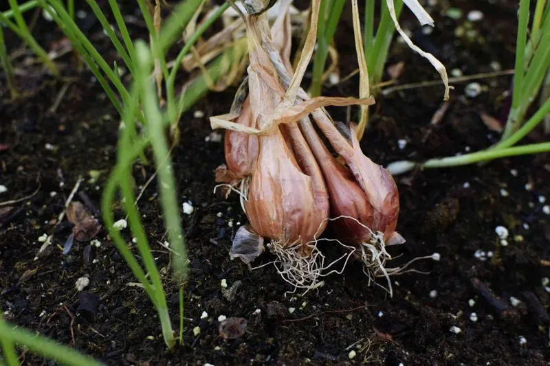 Shallots