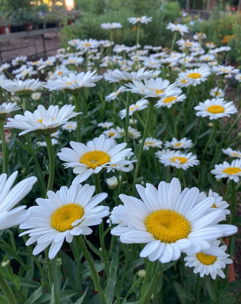 Shasta Daisy