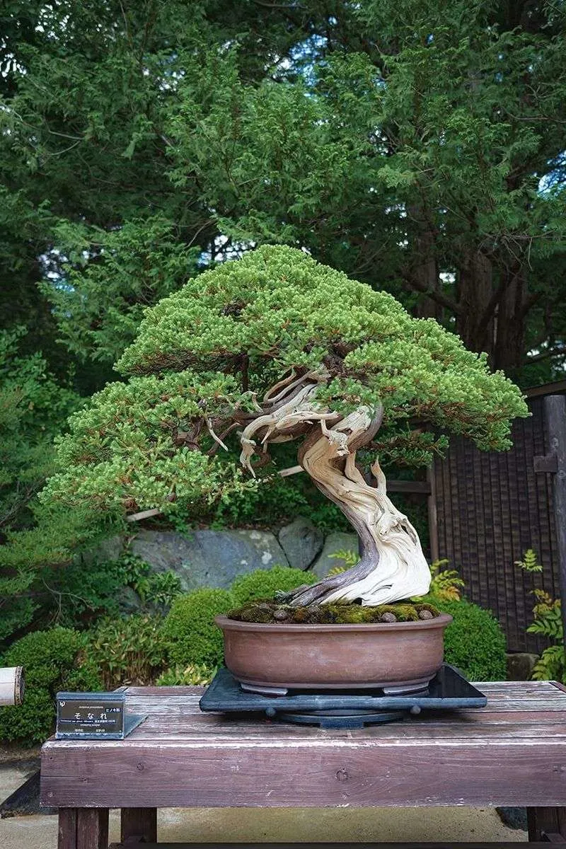 Shimpaku Juniper