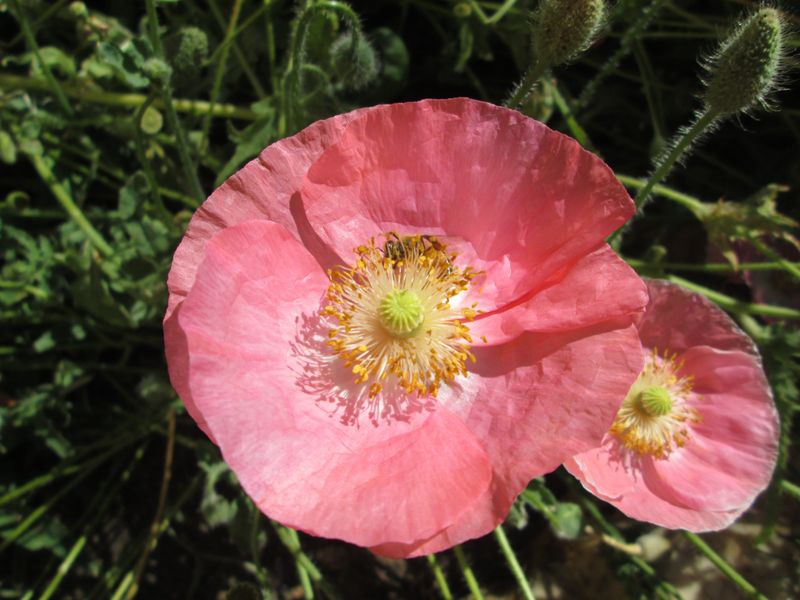 Shirley Poppy (Papaver rhoeas)