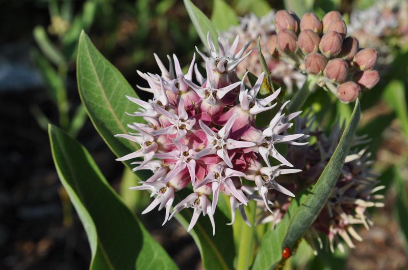 Showy Milkweed