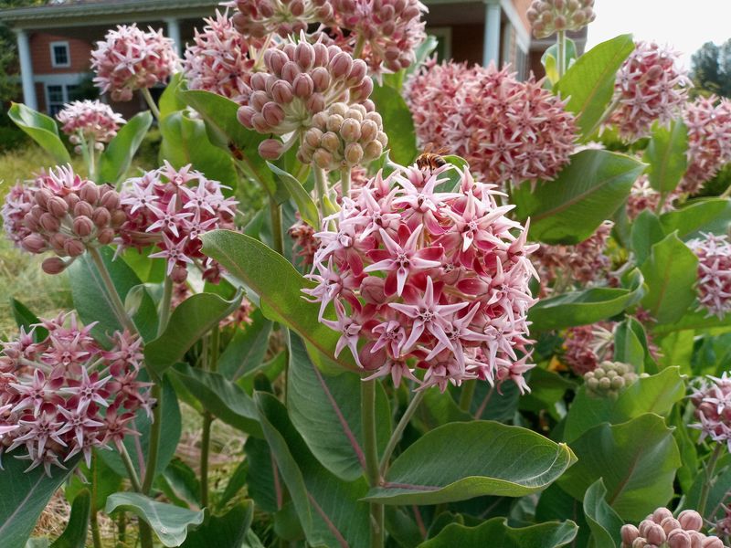 Showy Milkweed