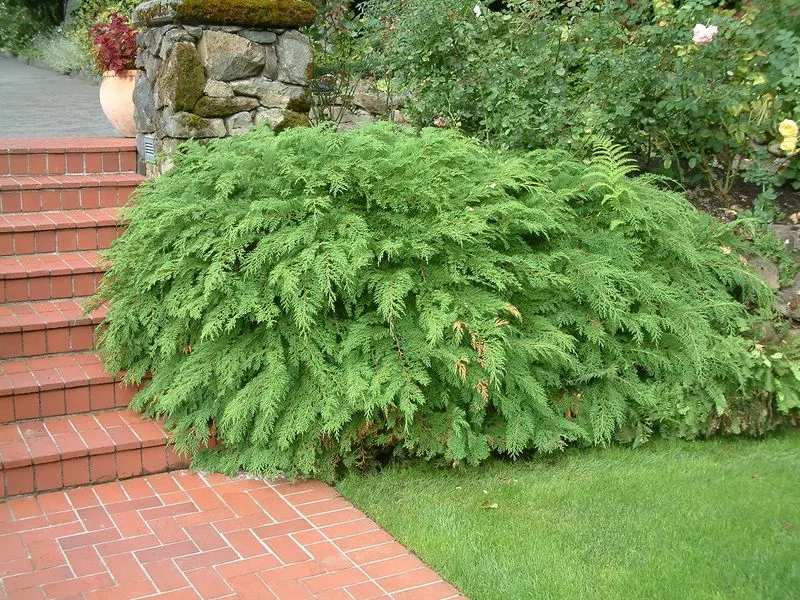 Siberian Cypress