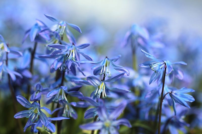 Siberian Squill