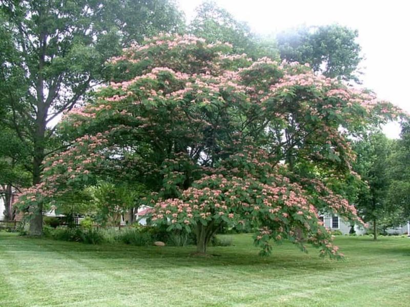 Silk Tree