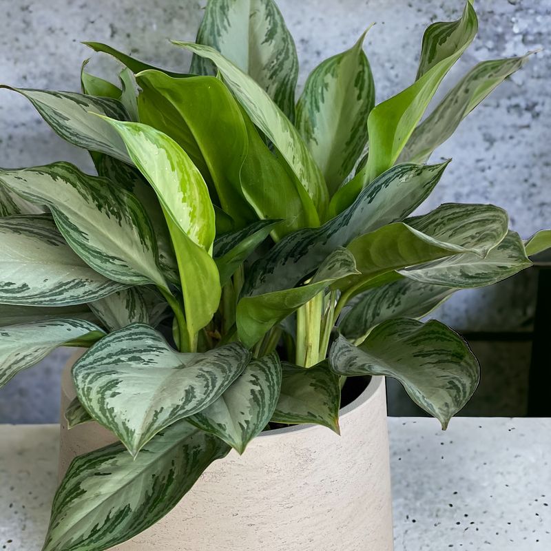 Silver Bay Aglaonema