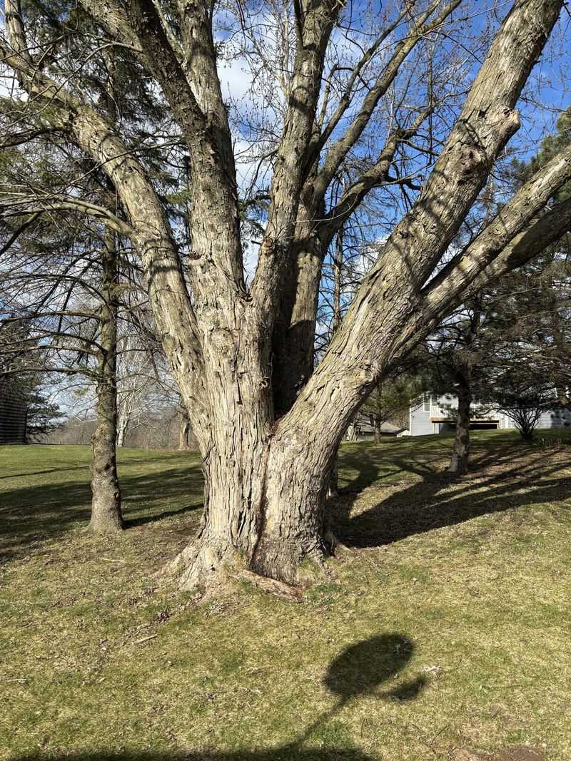 Silver Maple