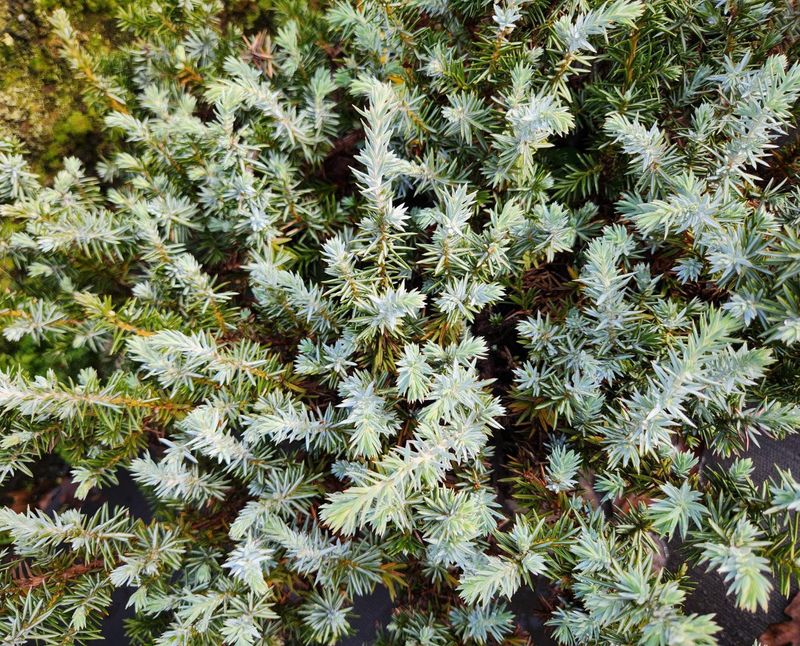 Silver Mist Juniper