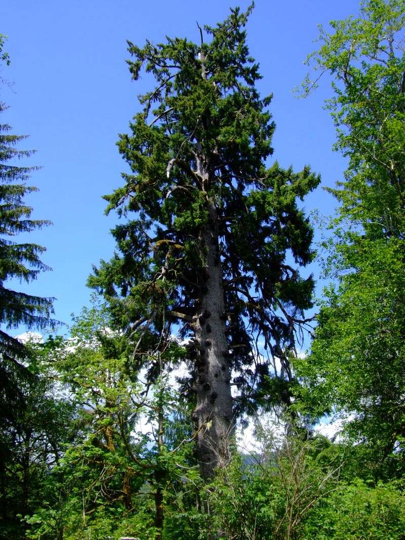 Sitka Spruce